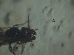 Pheidole