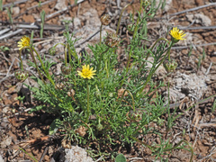 Ursinia