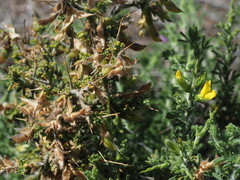 Melolobium microphyllum