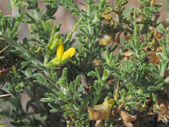 Melolobium microphyllum