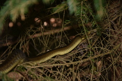 Zamenis longissimus