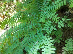 Adiantum pedatum