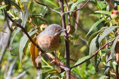 Curruca iberiae