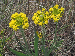 Bulbine narcissifolia