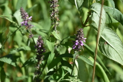 Stachys palustris