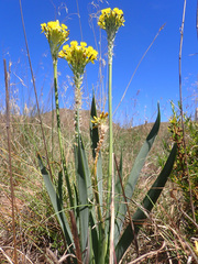 Bulbine narcissifolia