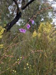 Prostanthera galbraithiae