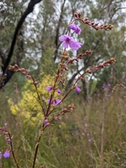 Prostanthera galbraithiae