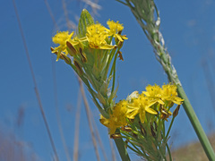 Bulbine narcissifolia