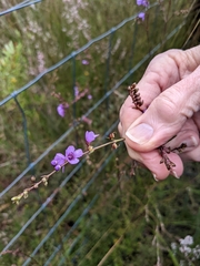 Prostanthera galbraithiae