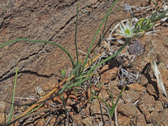 Albuca virens