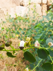 Capparis spinosa