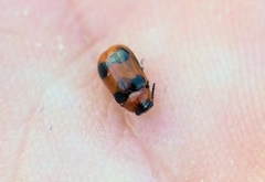 Coptocephala