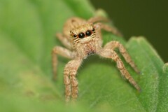 Carrhotus