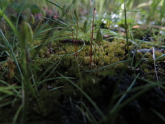 Ptychostomum capillare