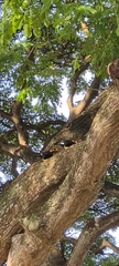 Gracula religiosa
