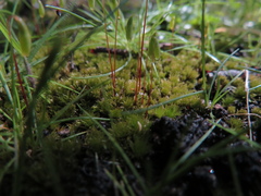 Ptychostomum capillare