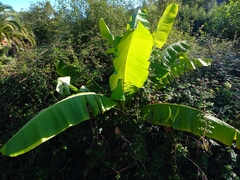 Musa