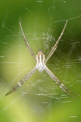 Argiope dang