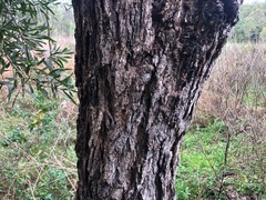 Angophora subvelutina