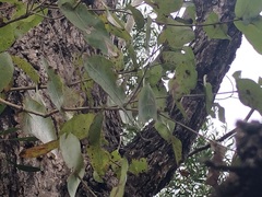 Angophora subvelutina