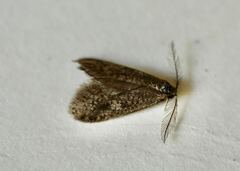 Psyche casta