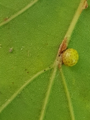 Neuroterus anthracinus