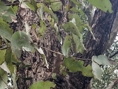 Angophora subvelutina