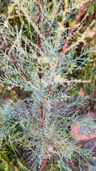 Tamarix