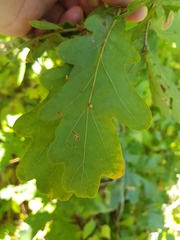 Neuroterus anthracinus