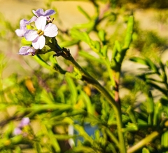 Cakile maritima