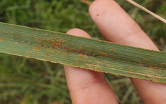 Puccinia