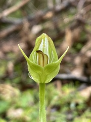 Pterostylis curta