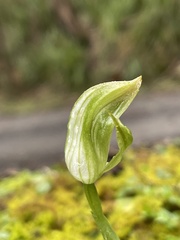 Pterostylis curta