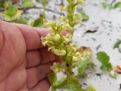 Pterygodium volucris