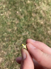 Omocestus viridulus