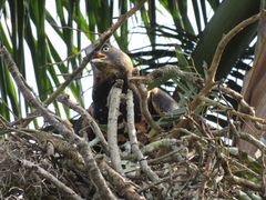 Stephanoaetus coronatus