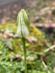 Pterostylis curta