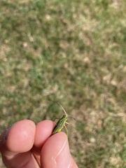 Omocestus viridulus