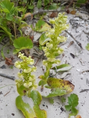 Pterygodium volucris