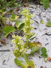 Pterygodium volucris