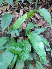 Tectaria singaporiana