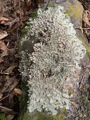 Physcia caesia