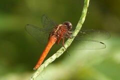 Rhodothemis rufa