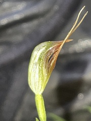 Pterostylis erecta