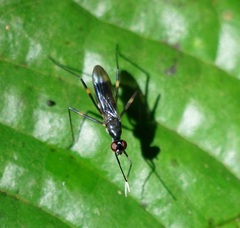 Micropezidae