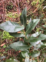 Angophora subvelutina