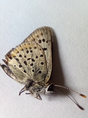 Lycaena tityrus