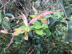 Angophora subvelutina