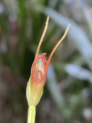 Pterostylis erecta